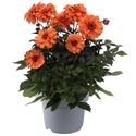 Afbeelding van Ej Dahlia Orange